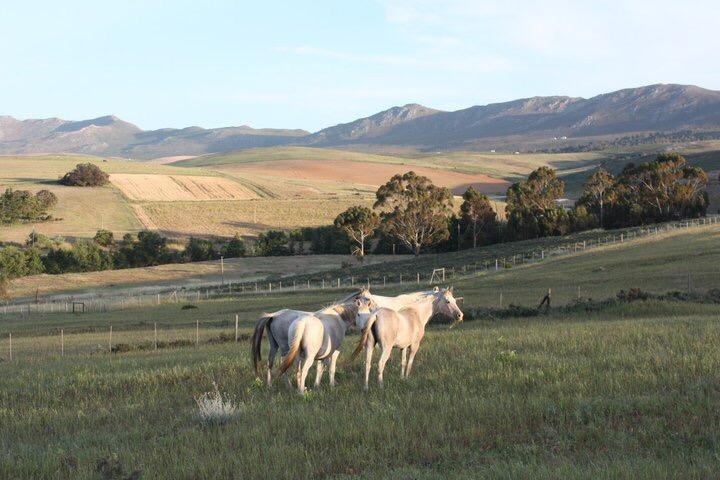 Вилла Shabach Farm Hartebeesrivier Экстерьер фото